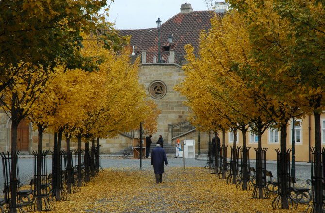 Oro e argento colorano l'autunno