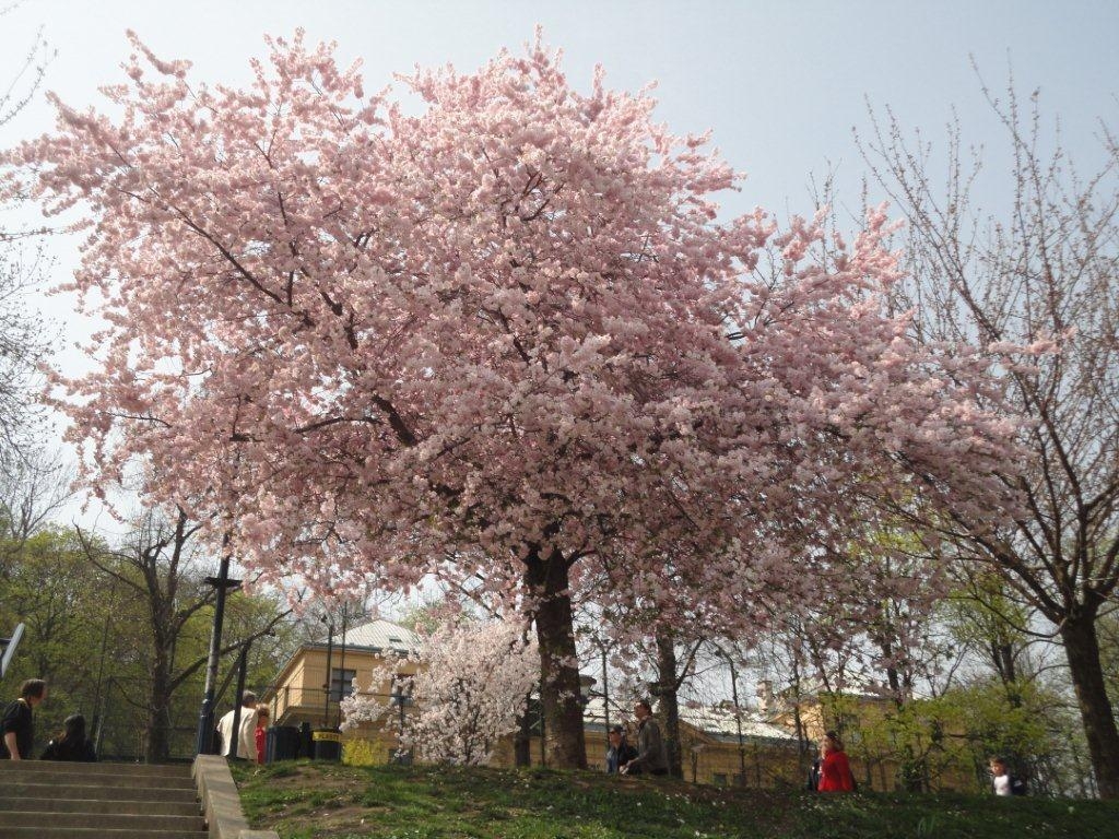 Primavera alberi 3