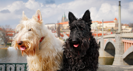 Vacanza a Praga con il cane: facilissimo!
